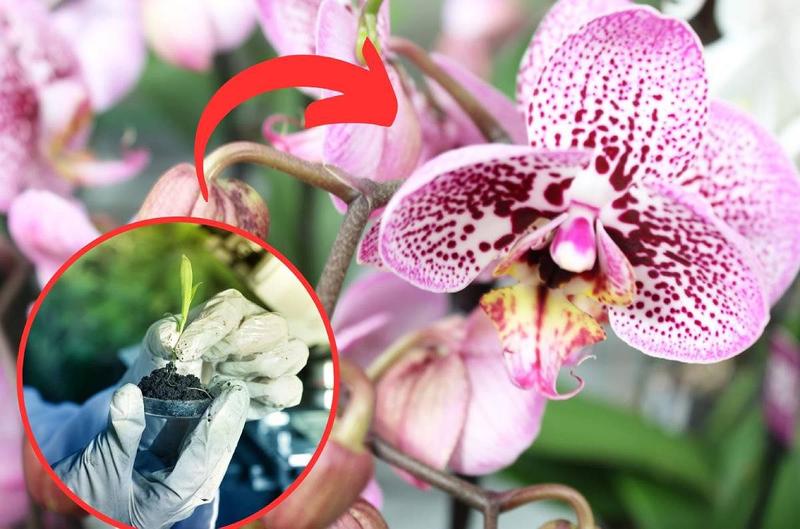 Najdroższe kwiaty świata – odkryj, które z nich potrafią zachwycić i wykończyć portfel