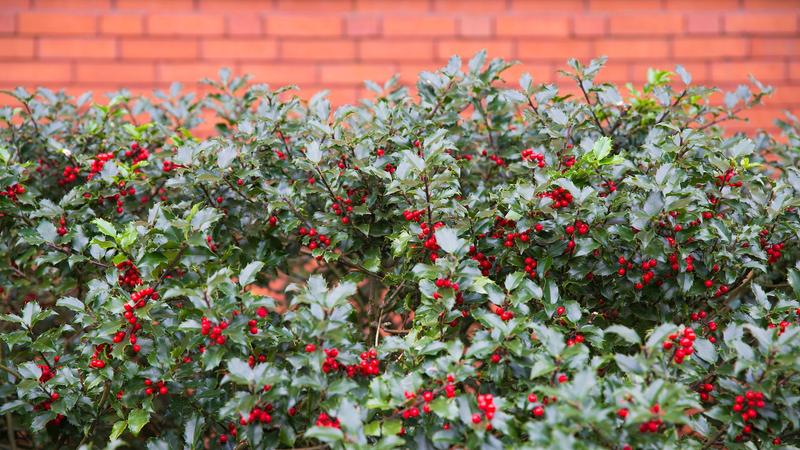 Odkryj najładniejsze krzewy zimozielone – nasze sprawdzone wybory