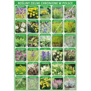 Odkryj rośliny zielne i krzewinki w Polsce – ich piękne nazwy i właściwości