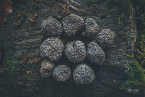 Odkryj tajemnice: Gdzie w Polsce rosną trufle?