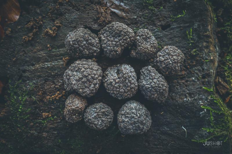 Odkryj tajemnice: Gdzie w Polsce rosną trufle?