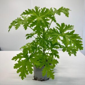 Praktyczny poradnik: jak skutecznie rozmnażać geranium w domowych warunkach