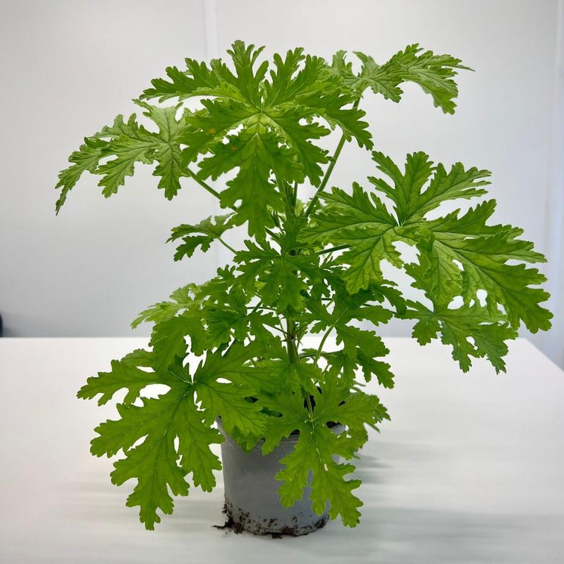 Praktyczny poradnik: jak skutecznie rozmnażać geranium w domowych warunkach