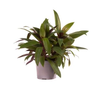 Reo meksykańskie – jak je uprawiać i pielęgnować, czy jest trujące?