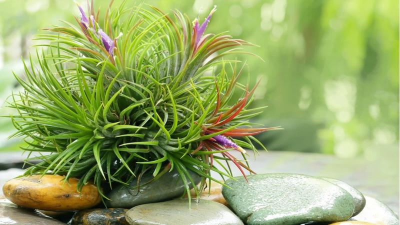 Rośliny bez korzeni – odkryj fascynujące gatunki, które mogą zaskoczyć!