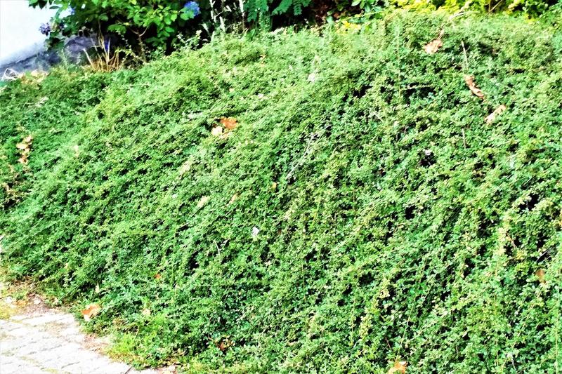 Barwne kwiaty na skarpie