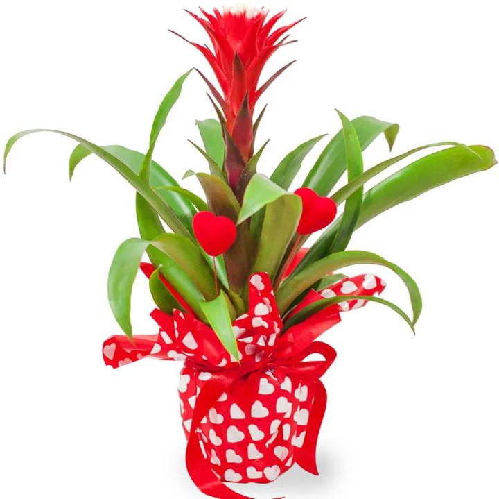 Bezpieczeństwo roślin domowych guzmania