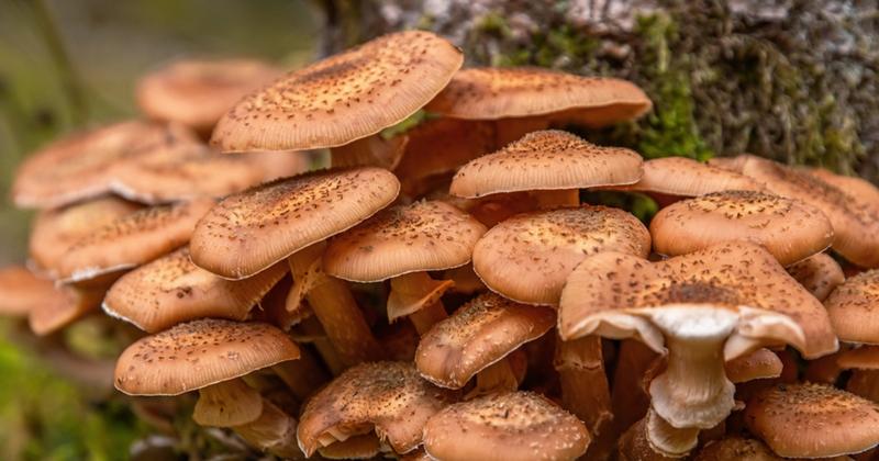 Cechy morfologiczne grzybów