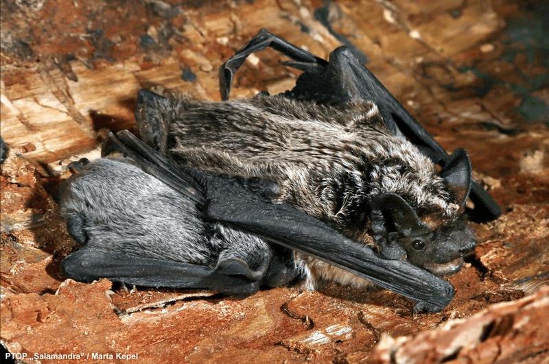 Chemiczne środki na nietoperze