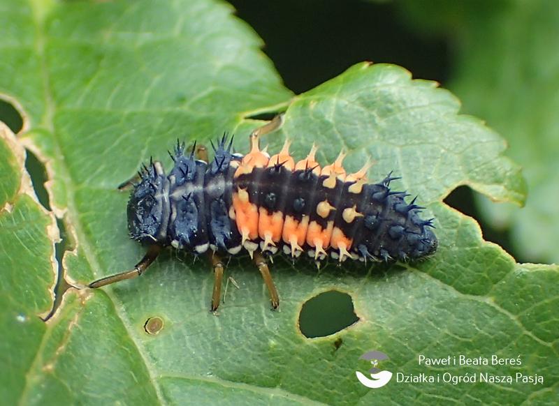 Chemiczne środki ochrony roślin
