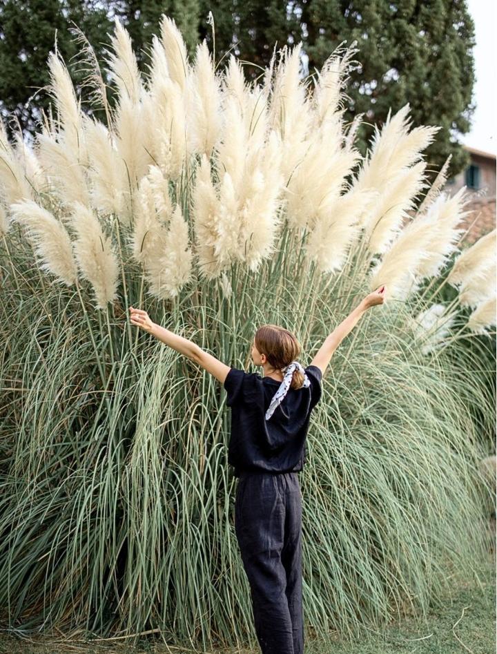 Czynniki wzrostu trawy pampasowej