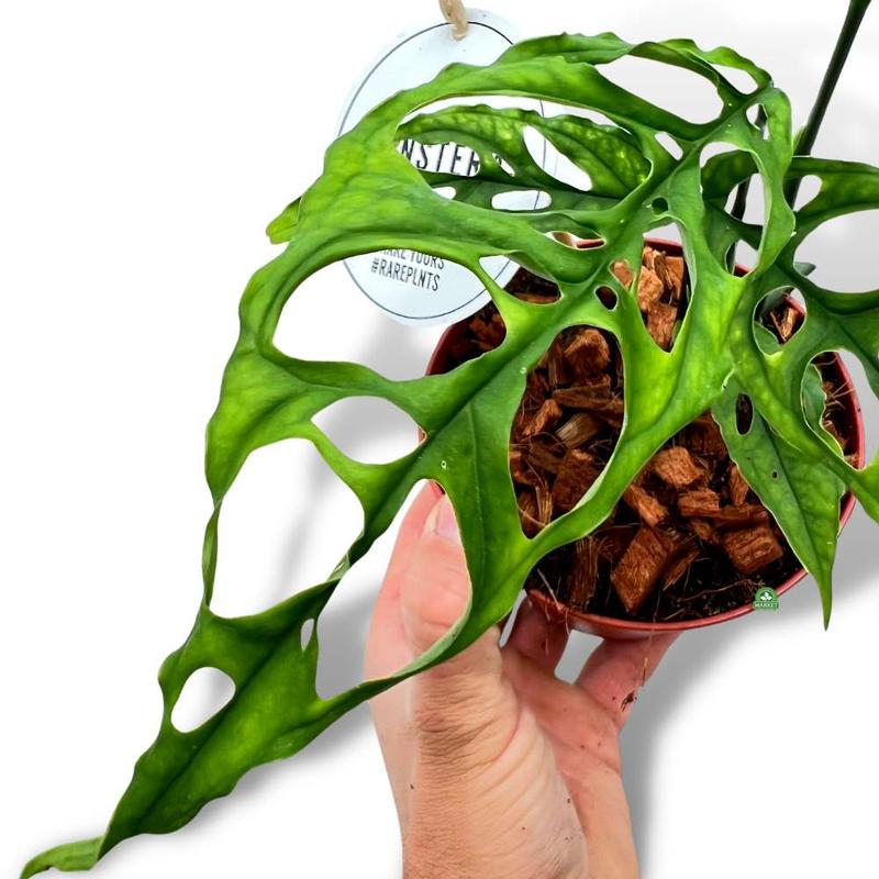 Dlaczego monstera płacze