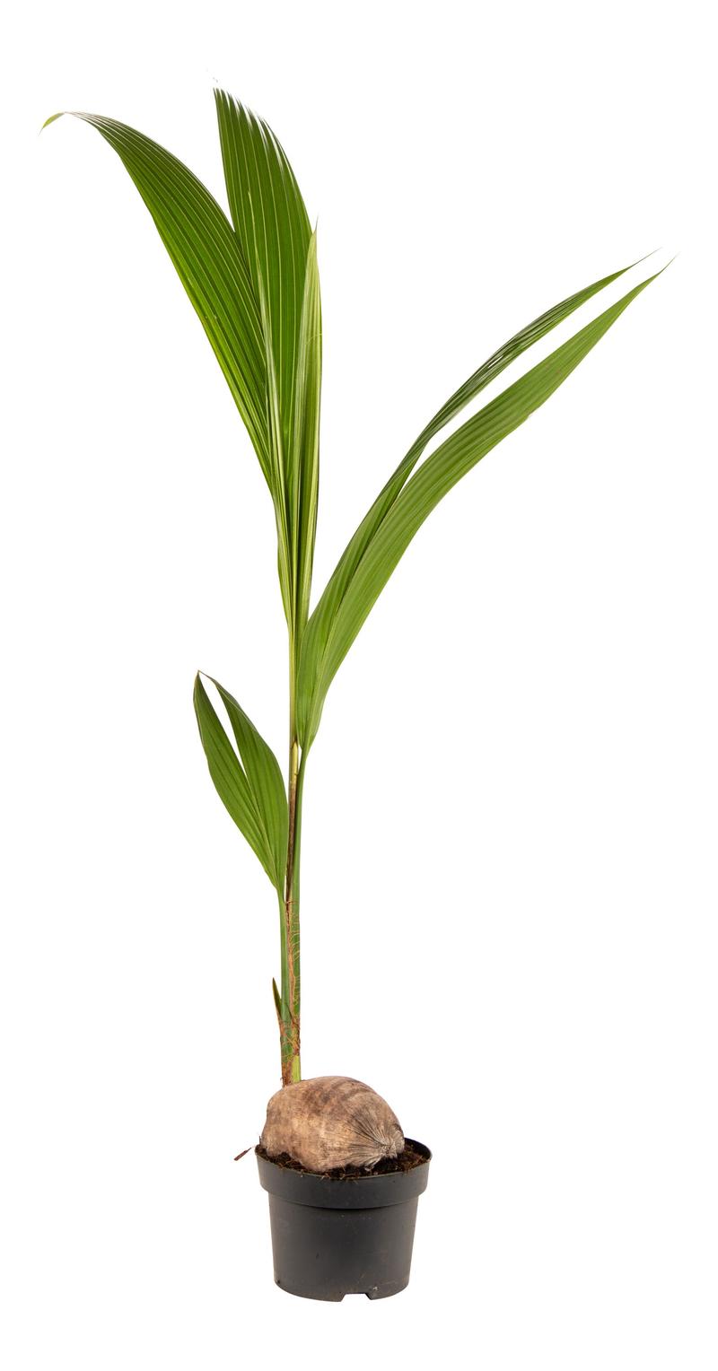 Doniczka i podłoże dla palmy kokosowej