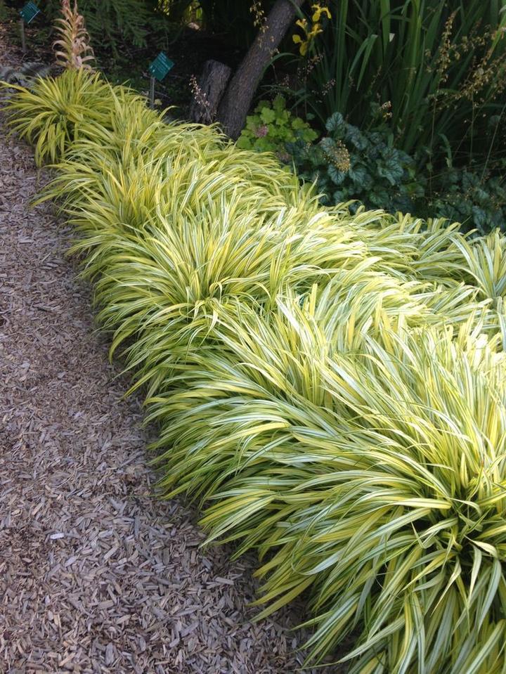 Gatunki traw ozdobnych w cieniu