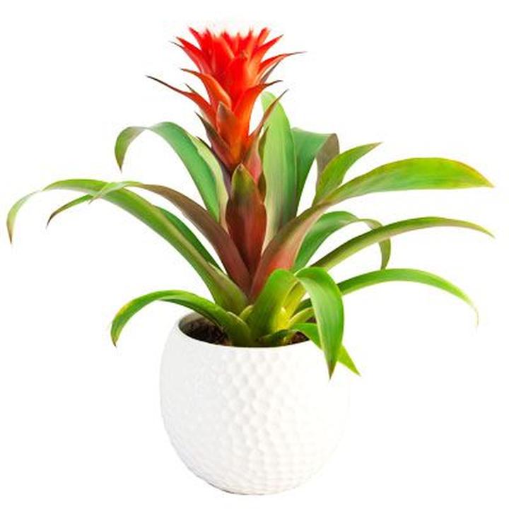 Guzmania czy jest trująca