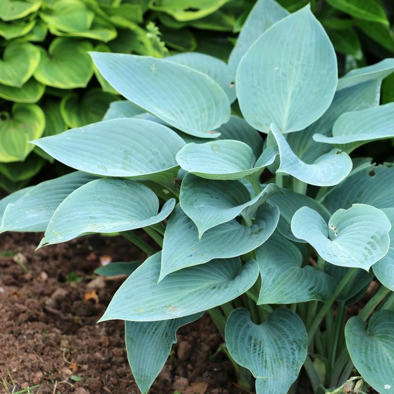 Kolory i faktury w kompozycjach z hostami