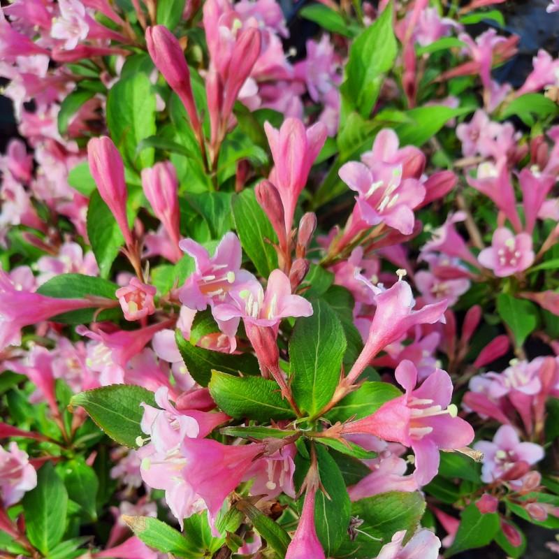 Kompozycje ogrodowe przez cały rok