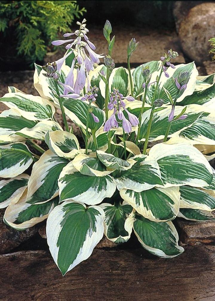 Naturalna ochrona funkii przed szkodnikami