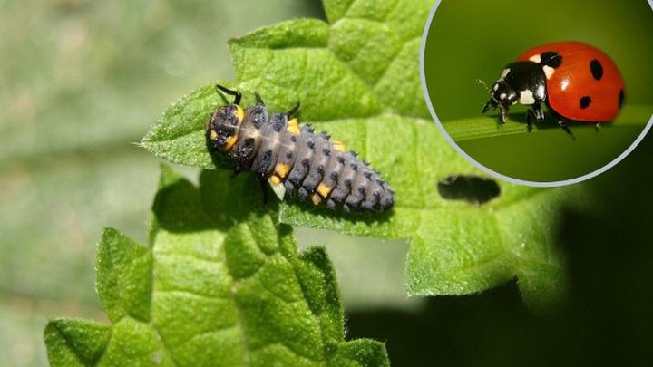 Naturalne metody ochrony roślin