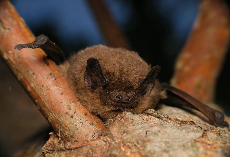 Naturalne metody odstraszania nietoperzy