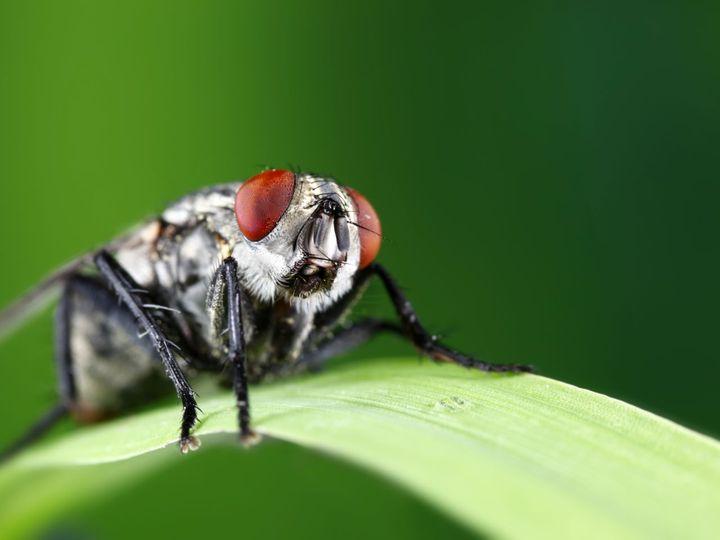 Naturalne olejki eteryczne
