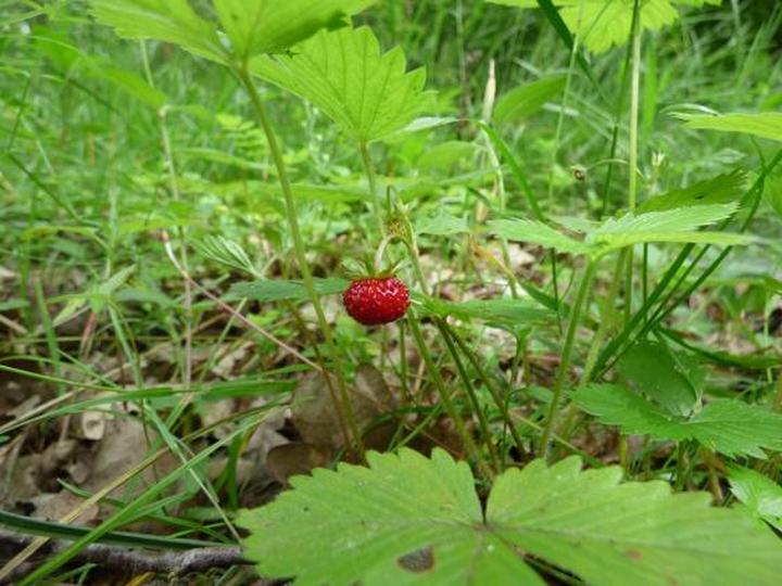 Ochrona poziomek przed mrozem