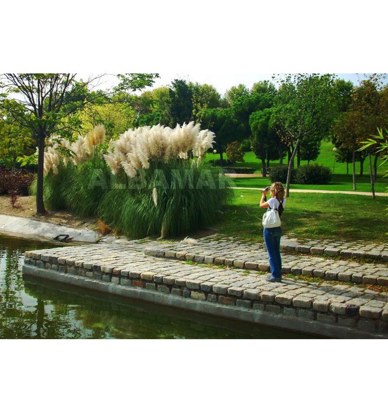 Odmiany trawy pampasowej