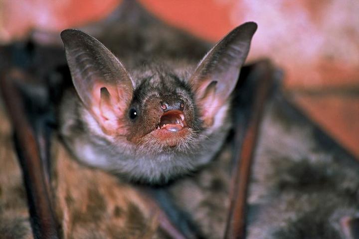 Odstraszanie nietoperzy