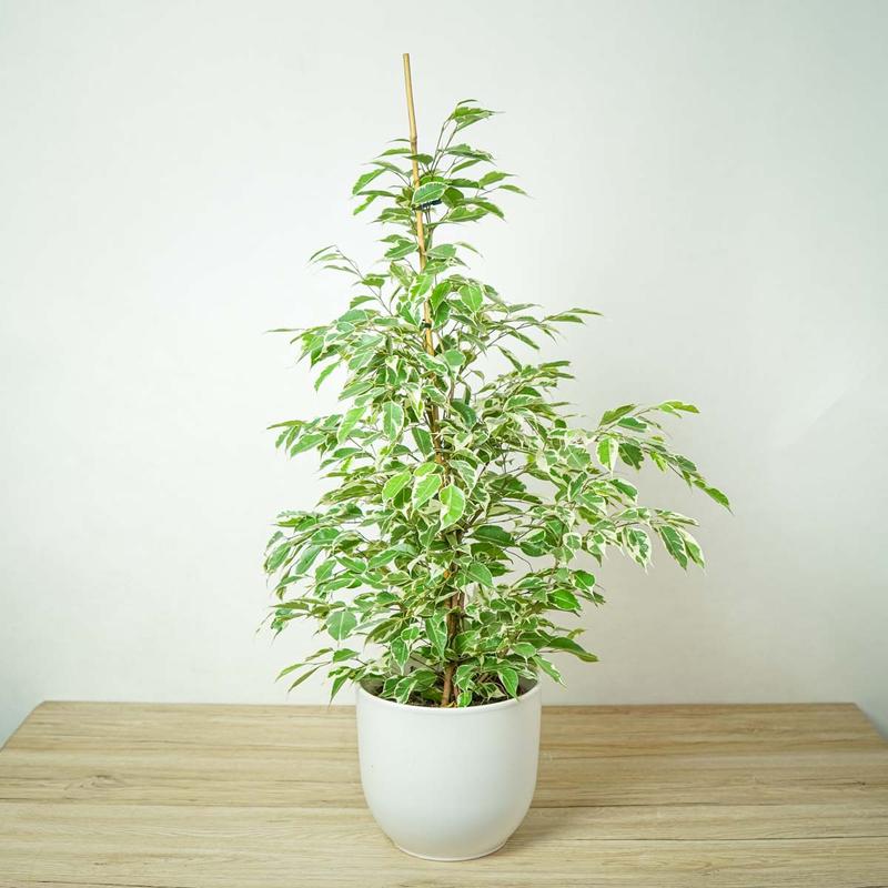 Optymalny czas sadzenia fikusa