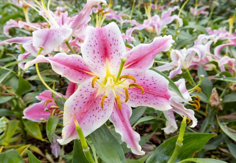 Organiczne i syntetyczne nawozy