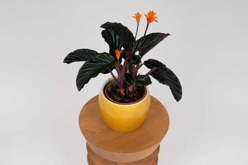Pielęgnacja Calathea Crocata