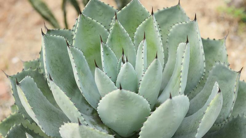 Pielęgnacja agawy w zależności od pory roku