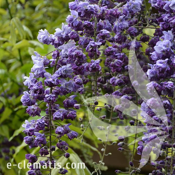 Pielęgnacja glicynii w ogrodzie