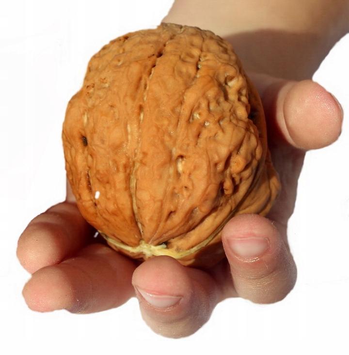 Pielęgnacja orzecha włoskiego