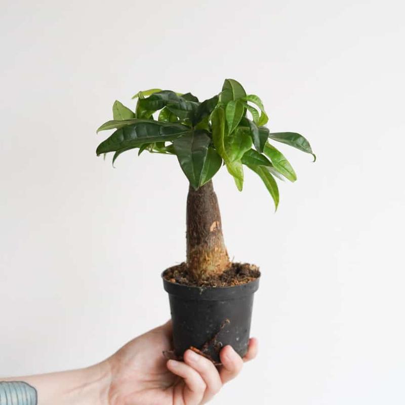 Pielęgnacja pachiry wodnej