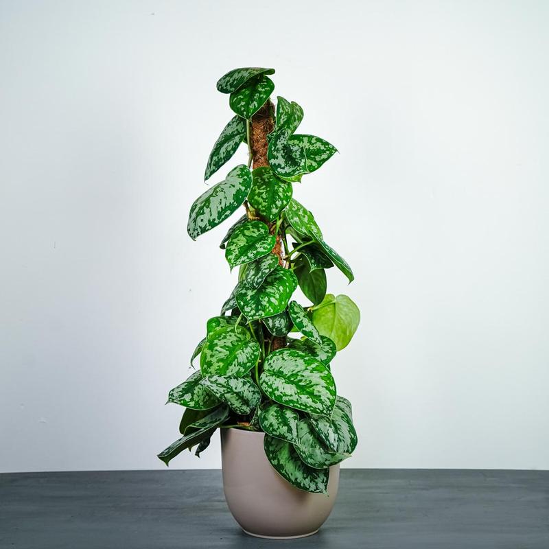 Pielęgnacja roślin doniczkowych