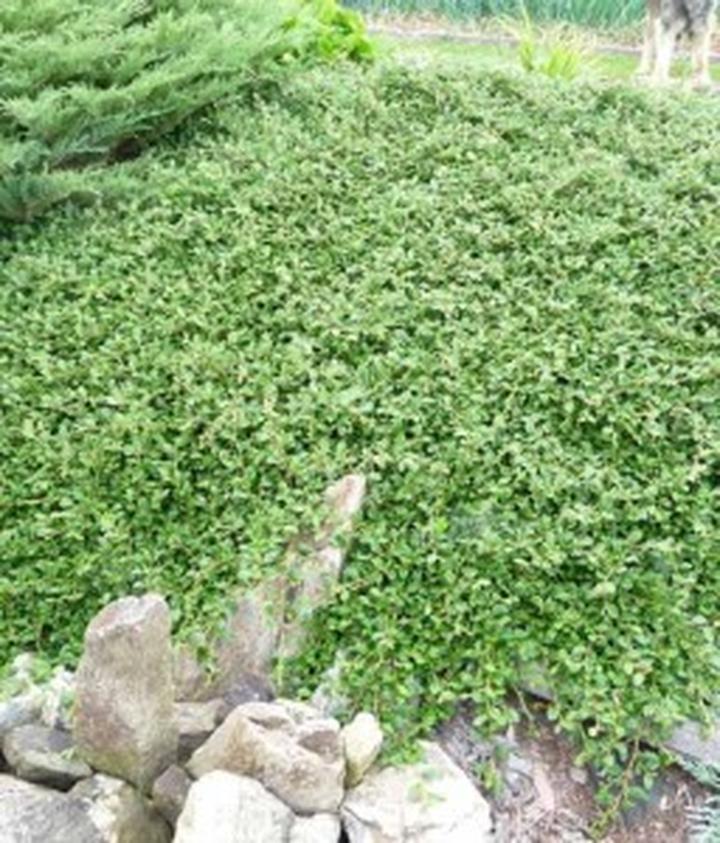 Pielęgnacja roślin na skarpach