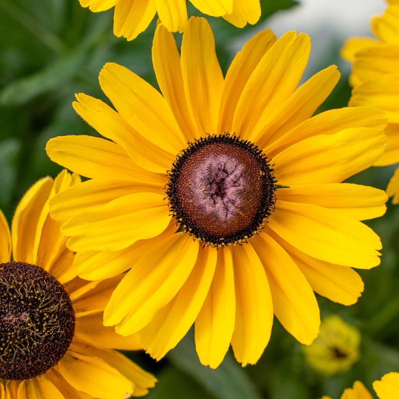 Pielęgnacja rudbekii