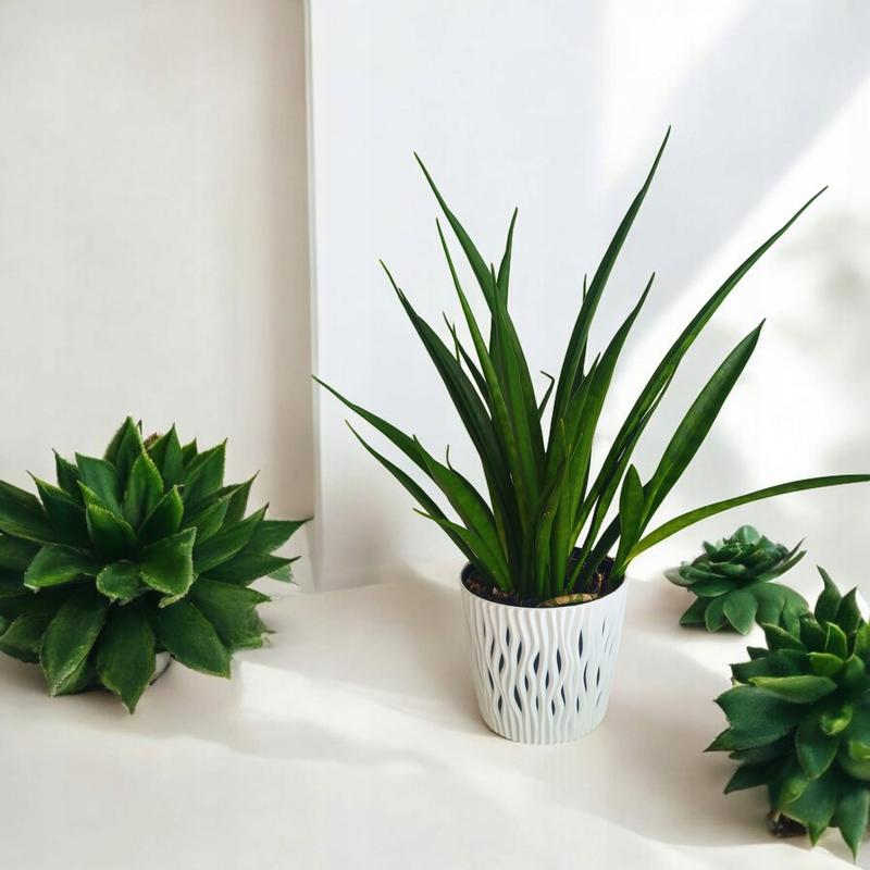 Pielęgnacja sansewierii cylindrycznej