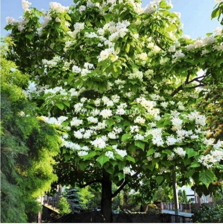 Pielęgnacja surmii bignoniowej