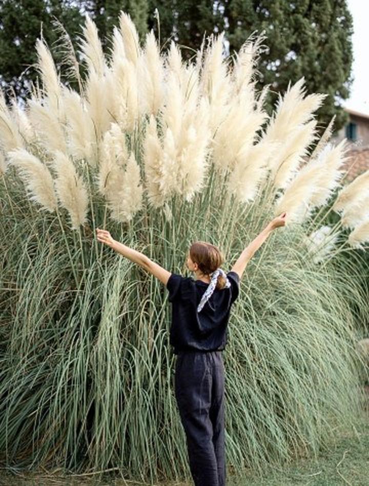 Pielęgnacja traw ozdobnych