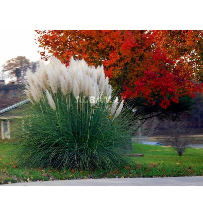 Pielęgnacja trawy pampasowej