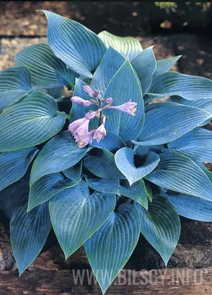 Podlewanie i wymagania wodne funkii