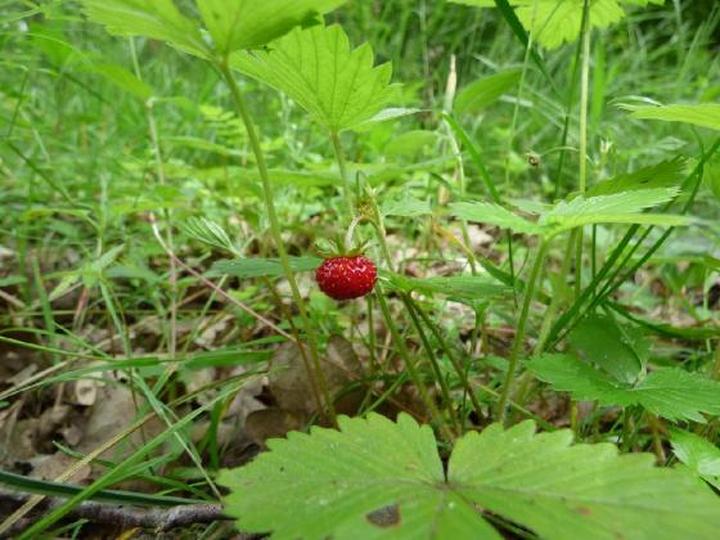 Przycinanie poziomek