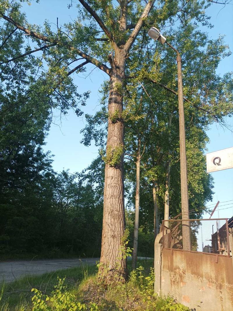 Przyczyny i mechanizmy drżenia drzew