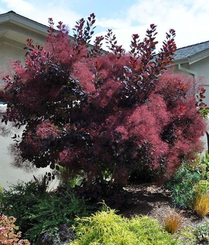 Przygotowanie perukowca do zimy