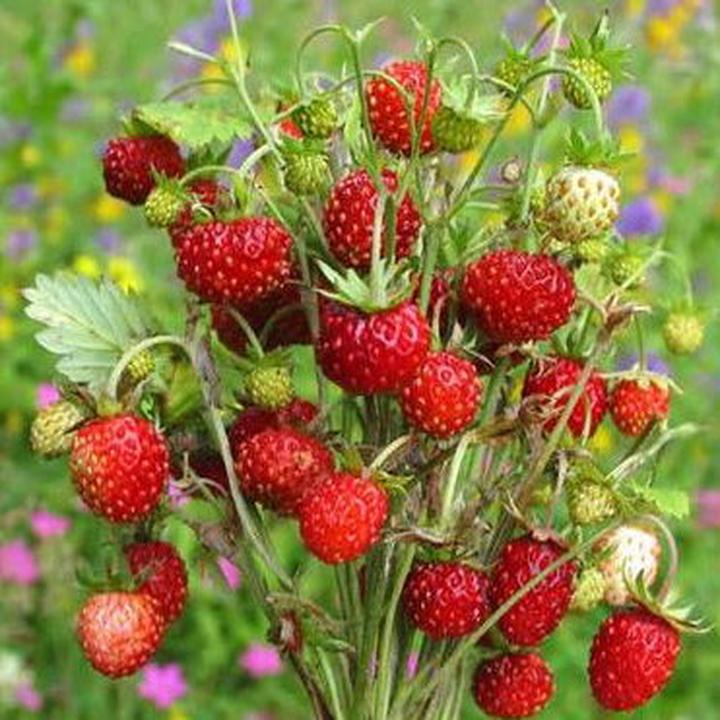 Przygotowanie poziomek na zimę