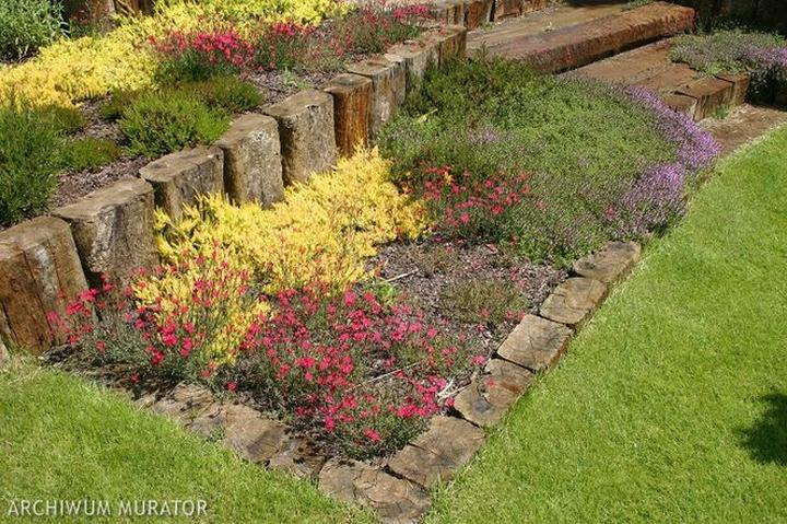 Rośliny na skarpy w cieniu