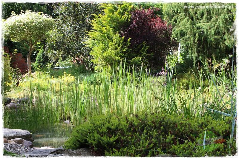 Rośliny odporne na wilgoć