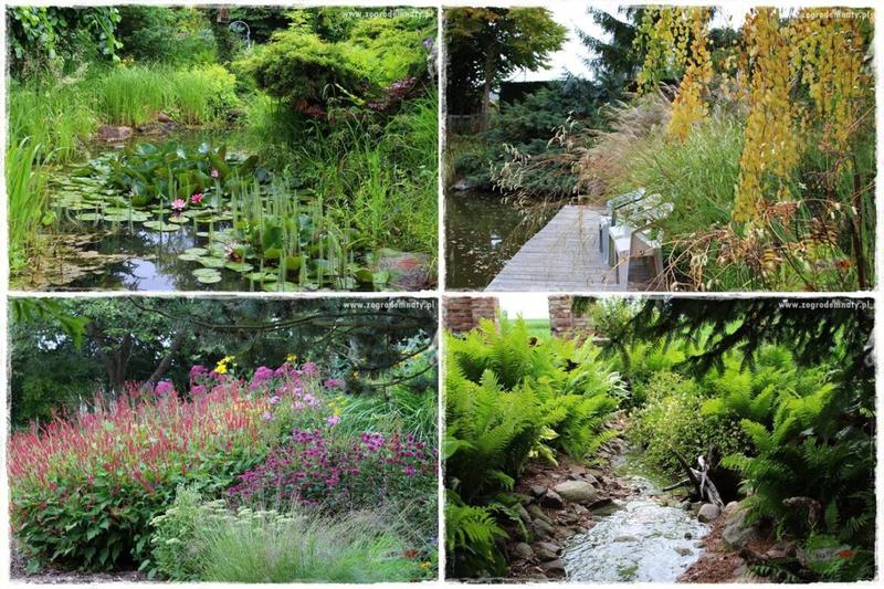 Rośliny osuszające teren